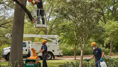 Bradenton, FL arborist treating tree disease for fungal infection and declining trees