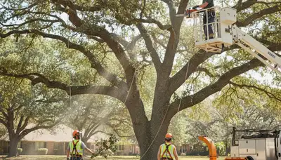 Tree pruning crew servicing a home in Bradenton, FL for safer, healthier trees