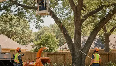 Tree pruning service in Bradenton, FL for healthier, safer trees and a well-kept landscape