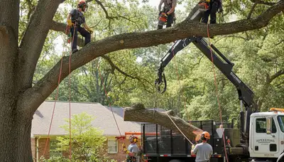 Bradenton, FL tree service crew removing a hazardous storm-damaged tree safely and efficiently