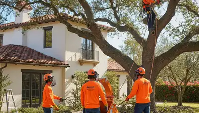 Tree service crew in Bradenton, FL performing professional tree care for a local property