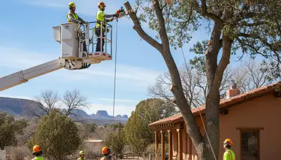 Tree service crew trimming trees in Bradenton, FL for residential property maintenance