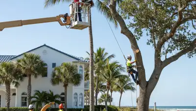 Tree service crew in Bradenton, FL providing professional tree removal and trimming services
