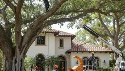 Bradenton, FL tree service crew providing professional tree trimming and removal for local properties
