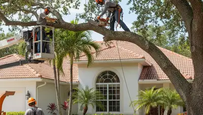 Bradenton, FL tree service crew providing professional tree trimming and removal for local properties