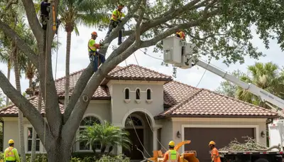 Tree service crew in Bradenton, FL handling professional tree trimming and removal for local properties