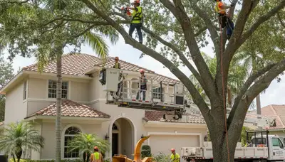 Tree service crew in Bradenton, FL providing professional tree care and removal services