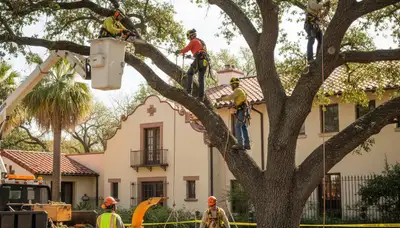 Tree service crew in Bradenton, FL providing professional tree care and removal for local properties