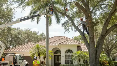 Tree service crew in Bradenton, FL providing professional tree trimming and removal services