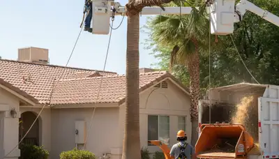 Bradenton, FL tree service crew trimming and removing trees for residential properties