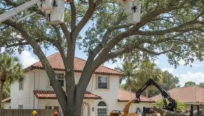 Tree service crew in Bradenton, FL providing professional tree care and removal services