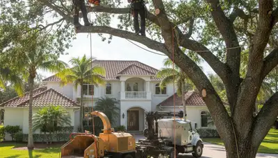 Tree service crew in Bradenton, FL providing professional tree care and removal services