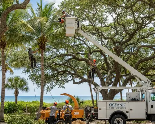 Tree trimming for coastal Florida canopies in Bradenton, FL to improve tree health and safety